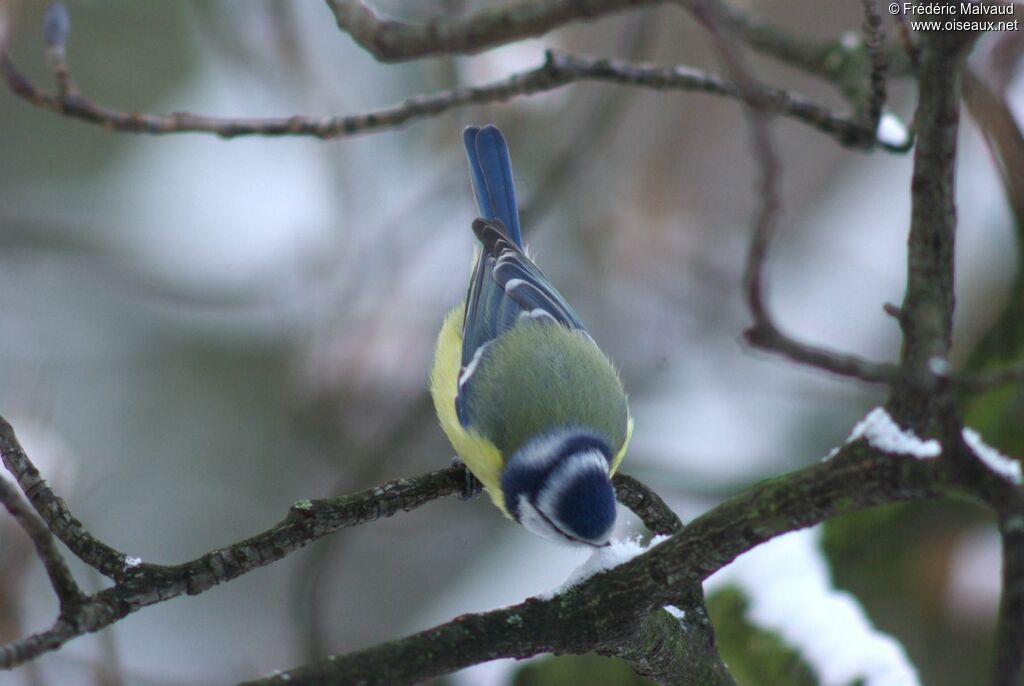 Eurasian Blue Titadult post breeding, Behaviour