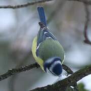 Eurasian Blue Tit