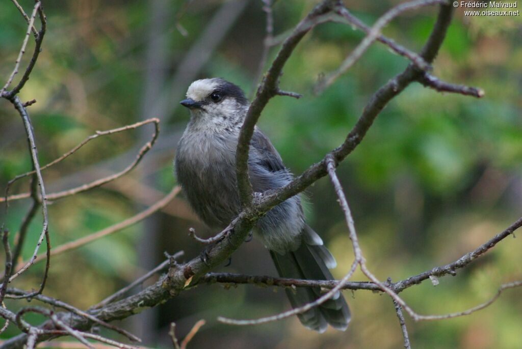 Canada Jayadult breeding