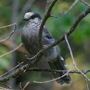 Canada Jay