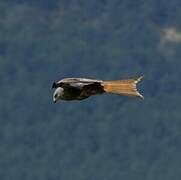 Red Kite