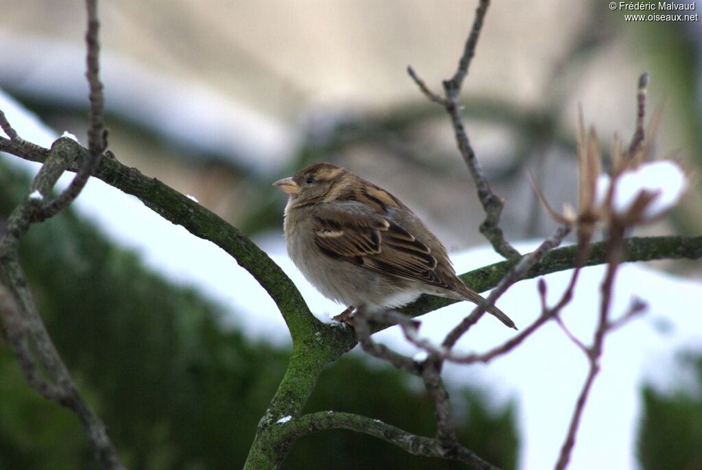 Moineau domestique femelle