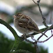 House Sparrow