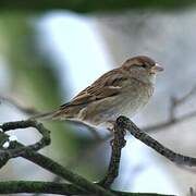 House Sparrow