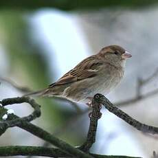 Moineau domestique