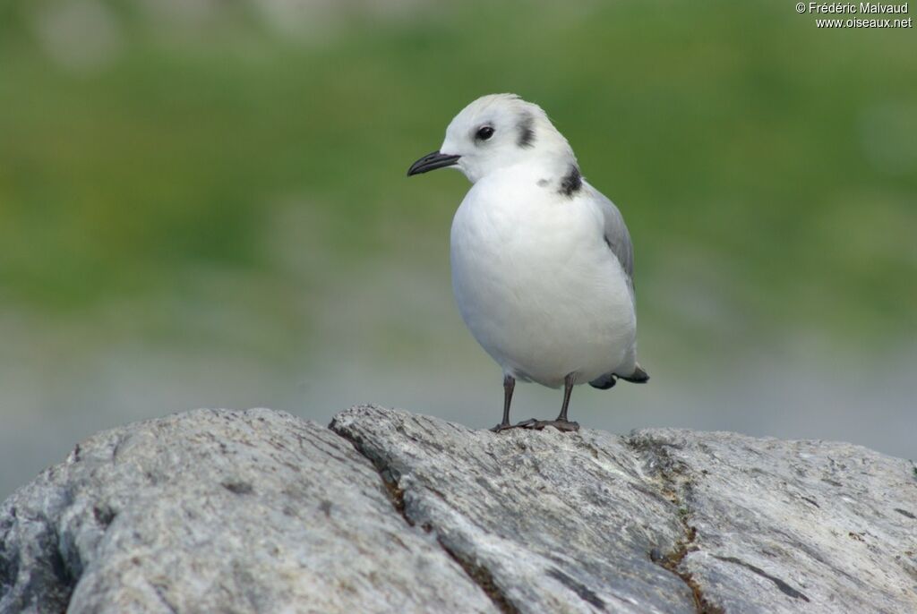 Mouette tridactyleimmature