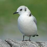 Black-legged Kittiwake