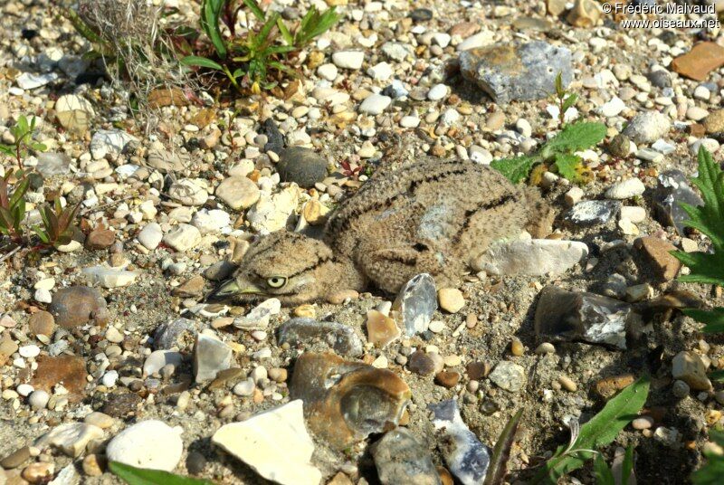 Eurasian Stone-curlewjuvenile, Reproduction-nesting