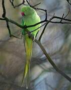 Rose-ringed Parakeet