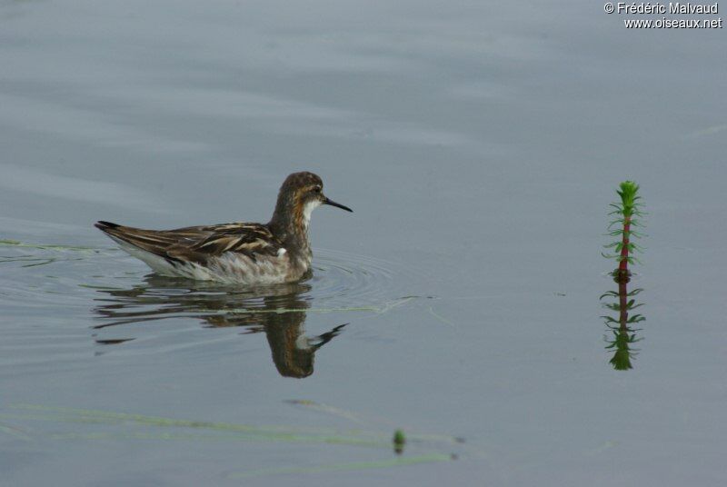 Phalarope à bec étroit femelle adulte nuptial