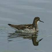 Red-necked Phalarope