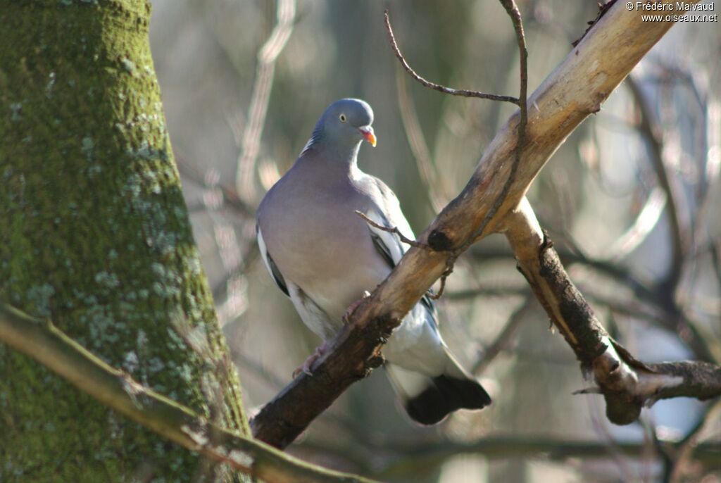 Pigeon ramieradulte internuptial