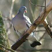 Common Wood Pigeon