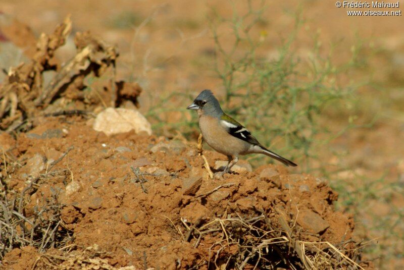 Common Chaffinch male adult breeding