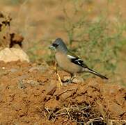 Common Chaffinch