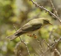 Willow Warbler