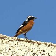 Moussier's Redstart