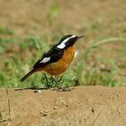 Moussier's Redstart