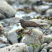 Black Turnstone