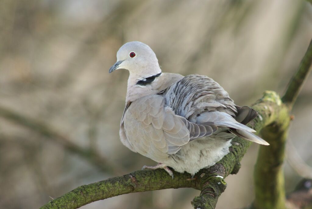 Eurasian Collared Dove