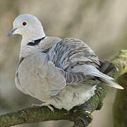 Eurasian Collared Dove