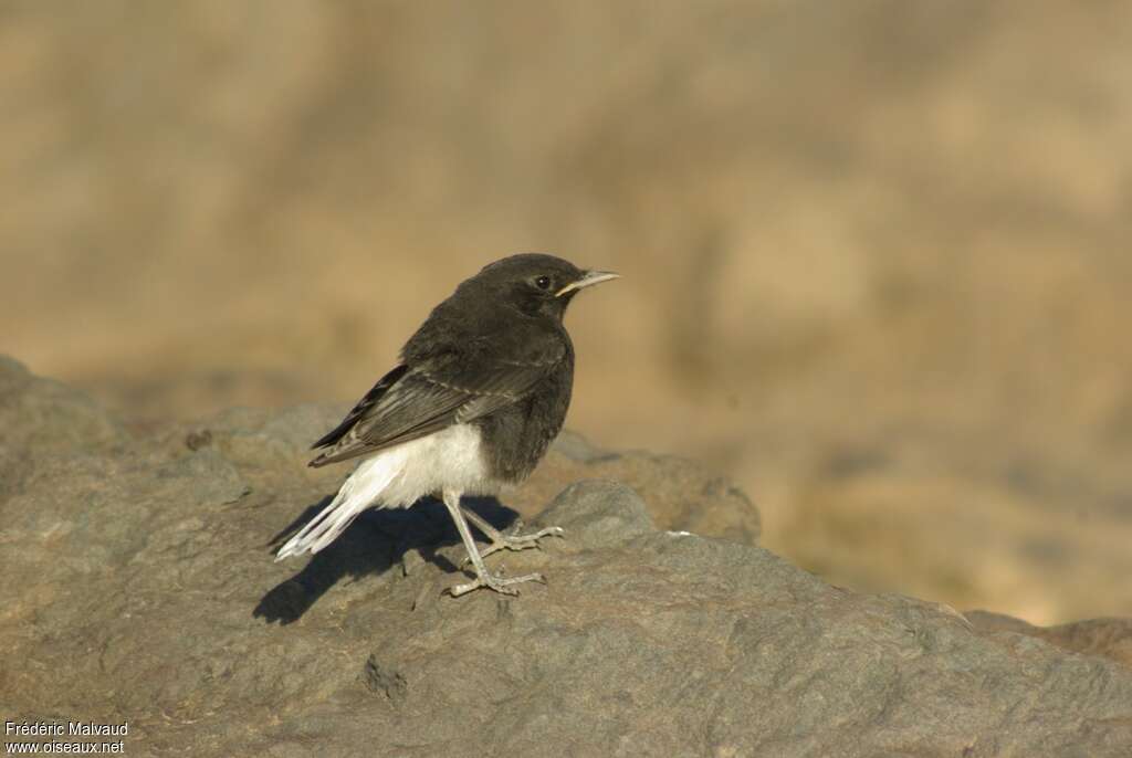 White-crowned Wheatearjuvenile, identification