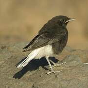 White-crowned Wheatear