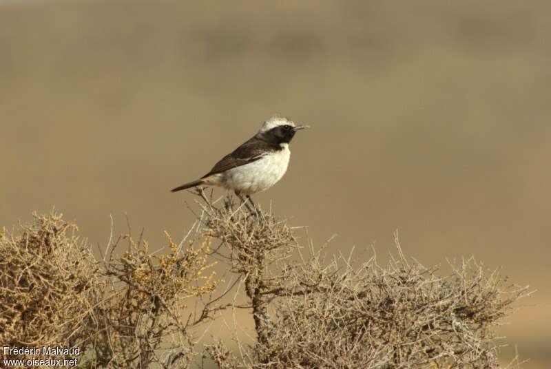 Red-rumped Wheatear