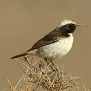 Red-rumped Wheatear