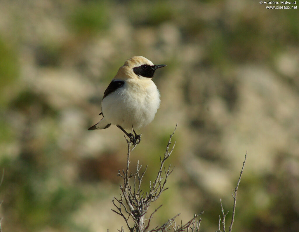 Black-eared Wheatear male adult breeding