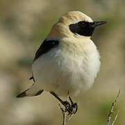 Black-eared Wheatear