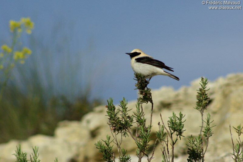 Black-eared Wheatear male adult breeding