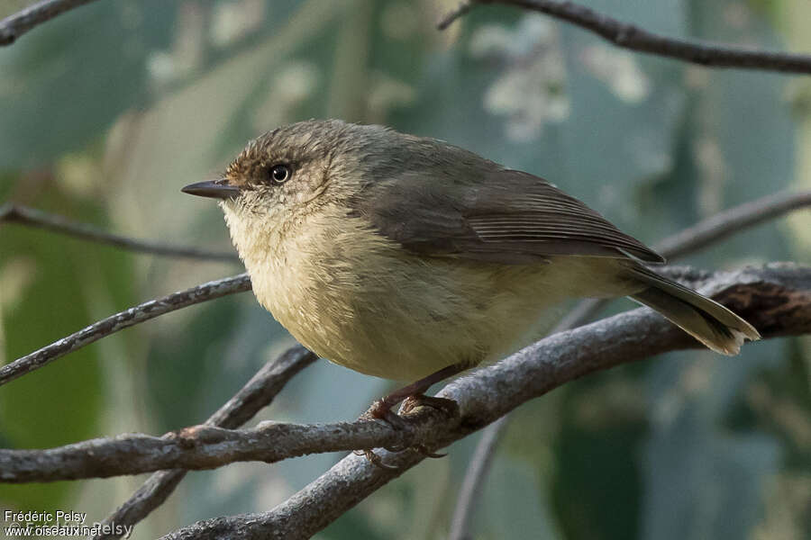 Buff-rumped Thornbill, identification