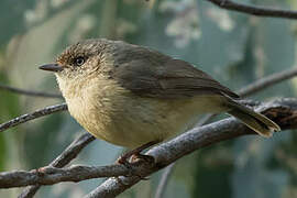 Buff-rumped Thornbill