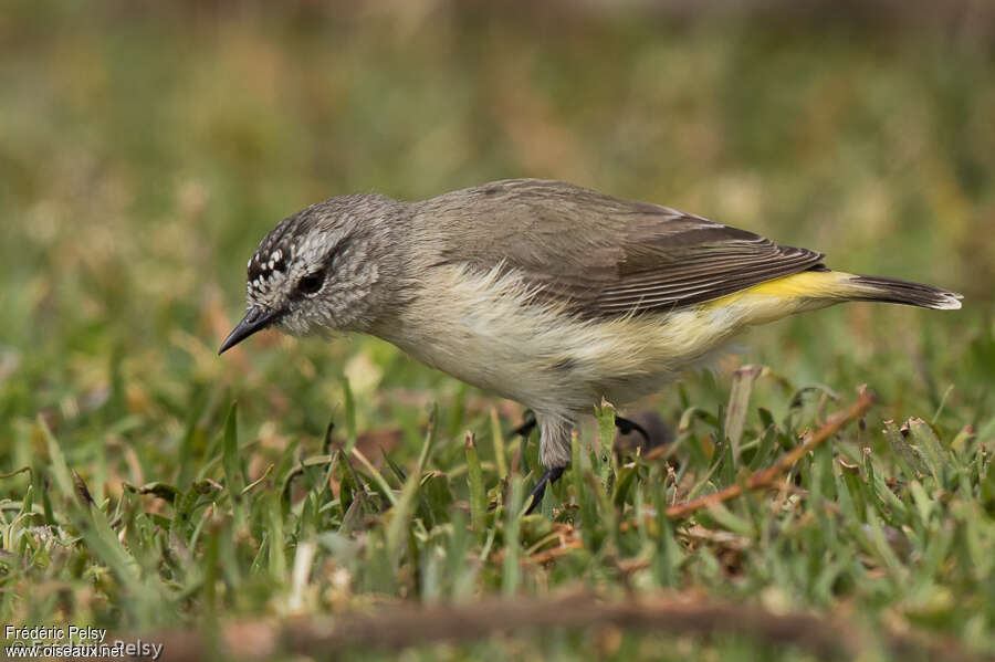 Yellow-rumped Thornbilladult, identification