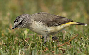 Yellow-rumped Thornbill