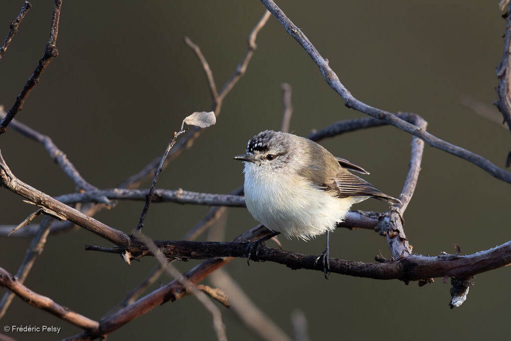 Yellow-rumped Thornbill