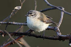 Acanthize à croupion jaune