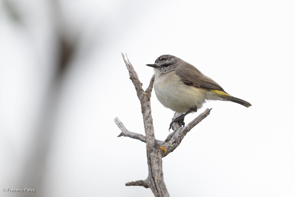 Acanthize à croupion jaune