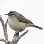 Acanthize à croupion jaune