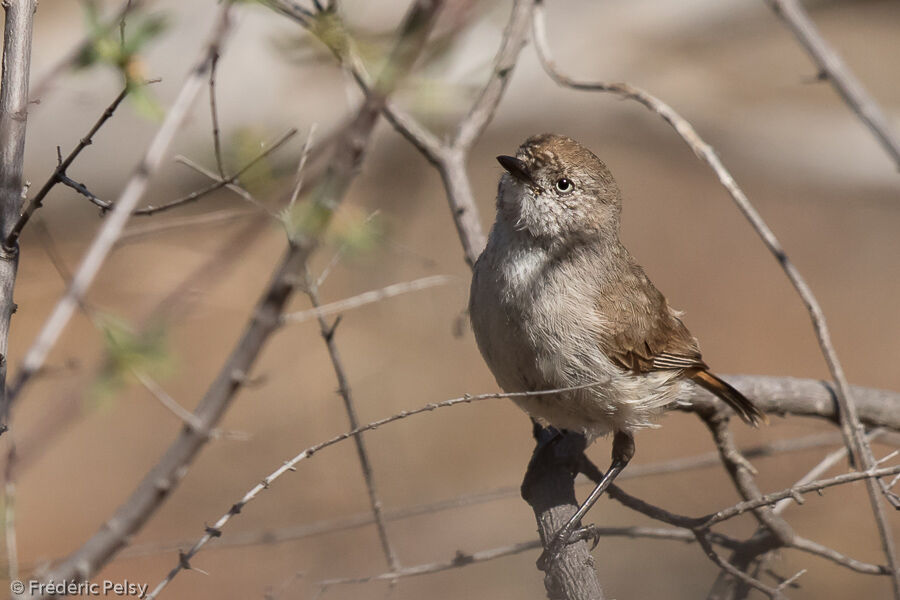 Chestnut-rumped Thornbill