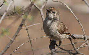 Chestnut-rumped Thornbill