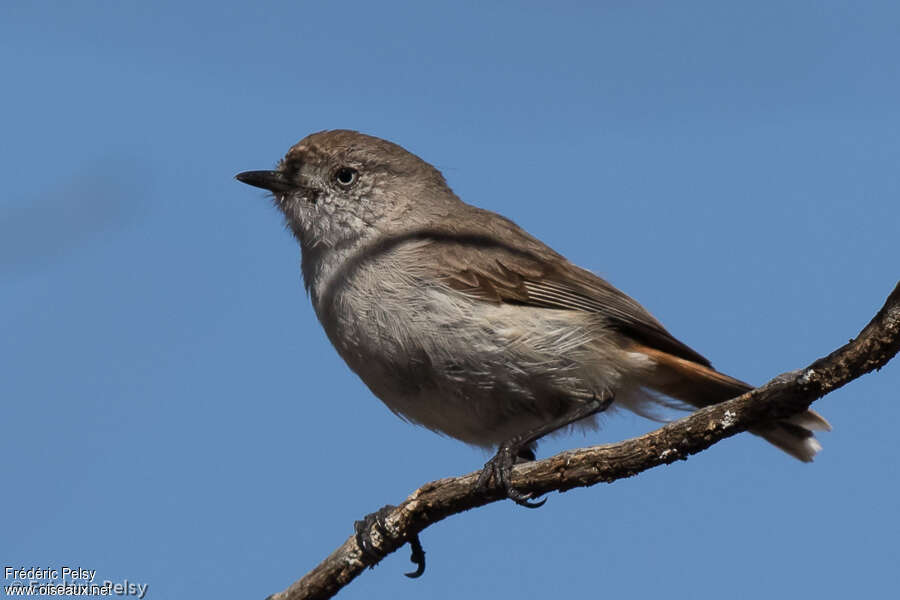 Chestnut-rumped Thornbilladult, identification