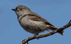 Chestnut-rumped Thornbill