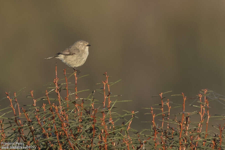 Acanthize d'Iredaleadulte, identification