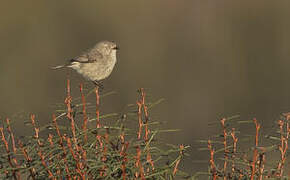 Slender-billed Thornbill