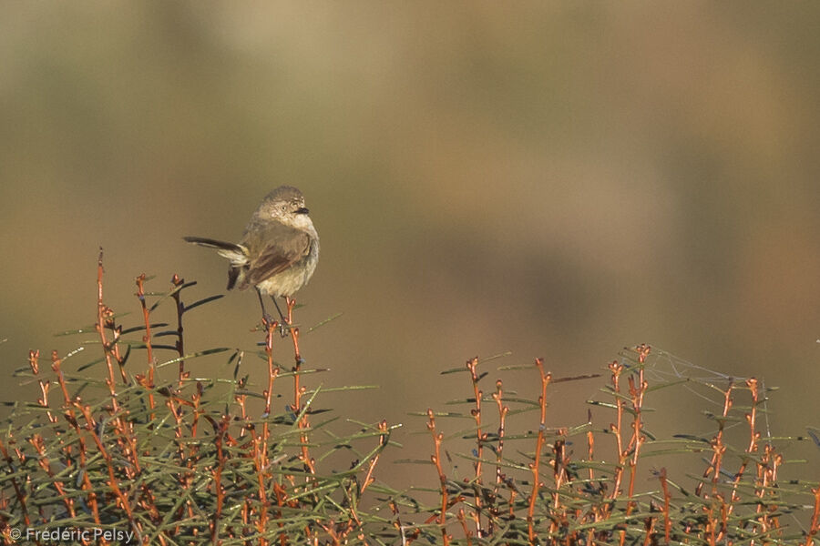 Slender-billed Thornbill