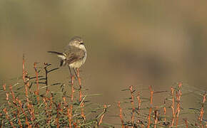 Slender-billed Thornbill