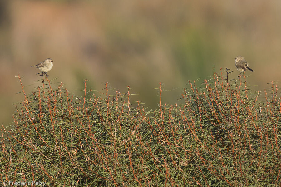 Slender-billed Thornbill