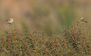 Slender-billed Thornbill